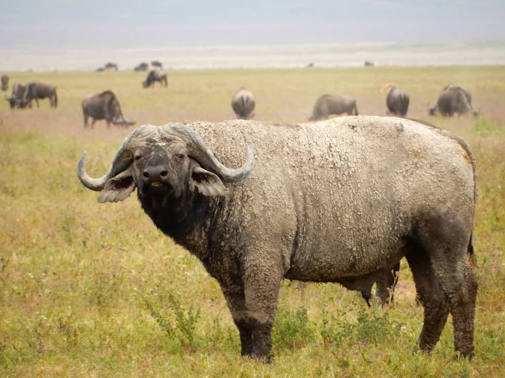 Photo 3 of 5-Day Lake Manyara, Tarangire, Ngorongoro, Maasai Boma Odyssey