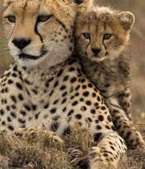 14-Day Pamoja, Two Nations: Tanzania & Kenya AFCON Safari