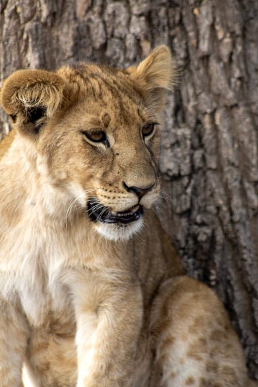 Tsavo East National Park