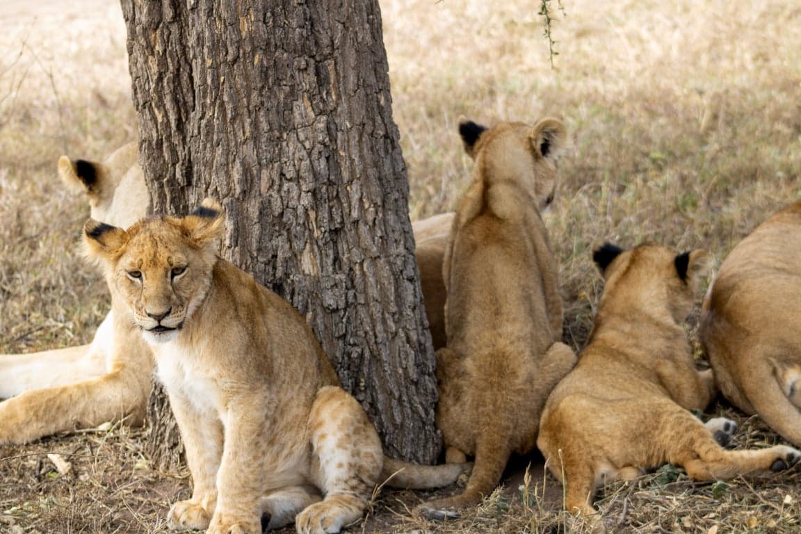 Shaba National Reserve
