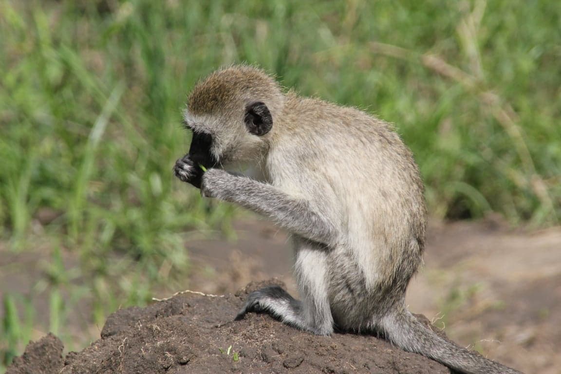 Photo 4 of 21-Day Tanzania, Kenya, Rwanda, Uganda AFCON Safari Adventure