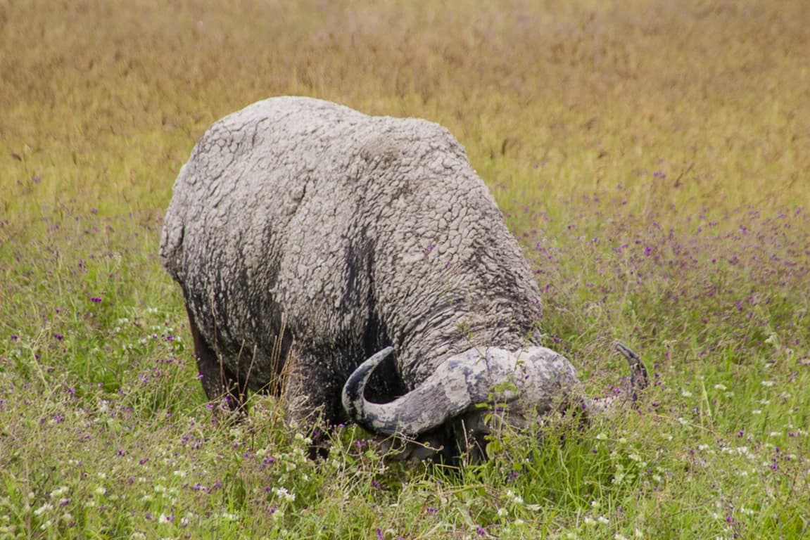 Photo 4 of 5-Day Lake Manyara, Tarangire, Ngorongoro, Maasai Boma Odyssey