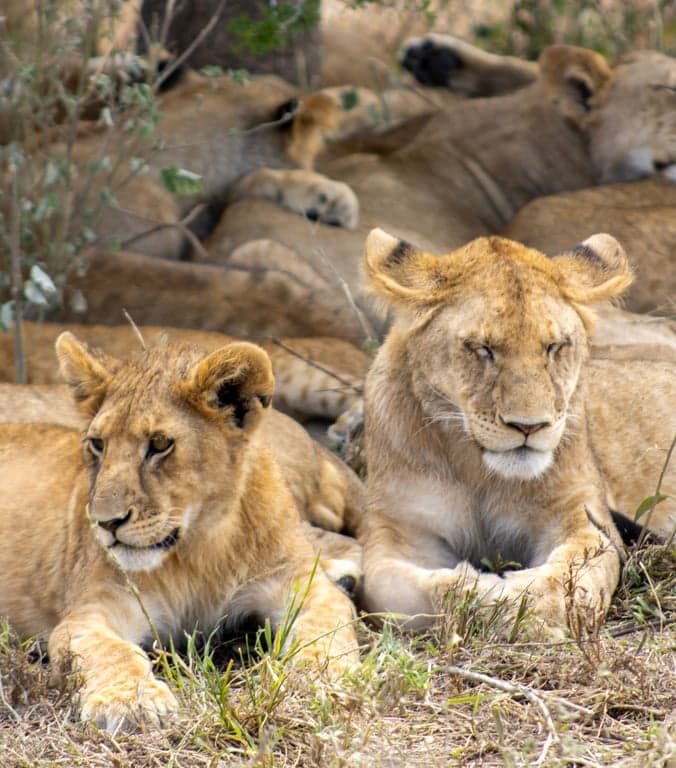 Samburu National Reserve