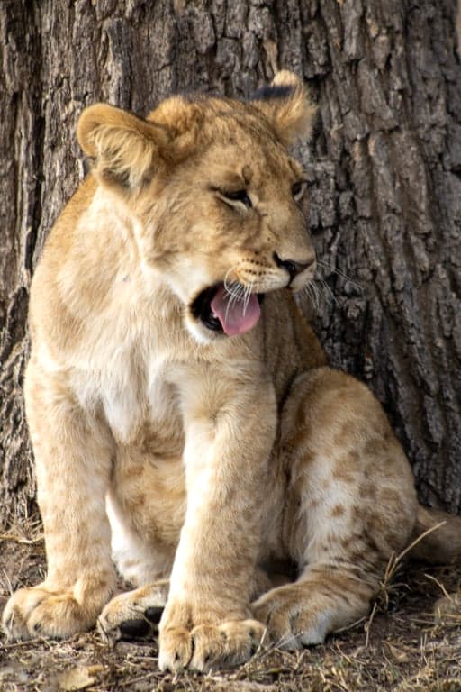 Tsavo National Park
