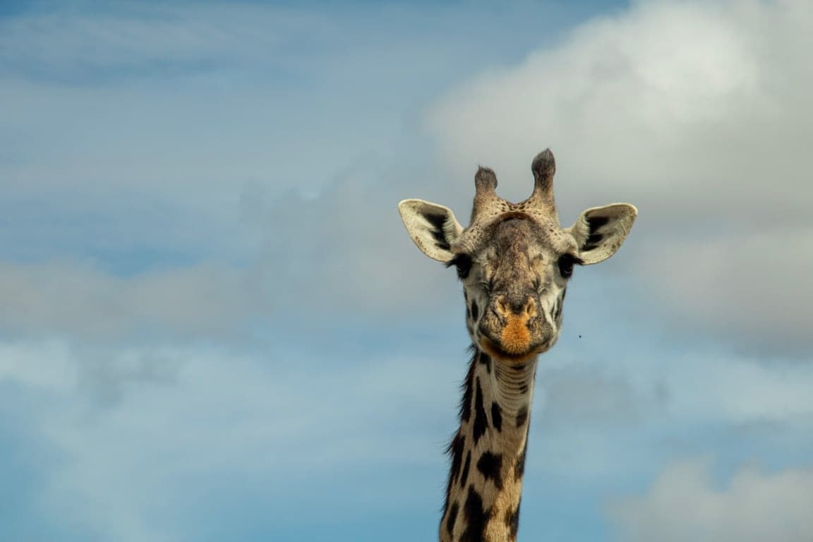 Photo 4 of 20-Day Northern & Southern Tanzania Grand Safari Adventure