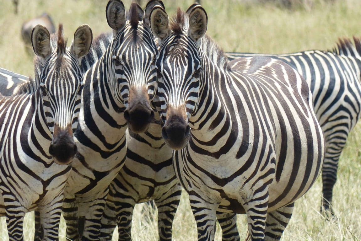 20-Day Northern & Southern Tanzania Grand Safari Adventure