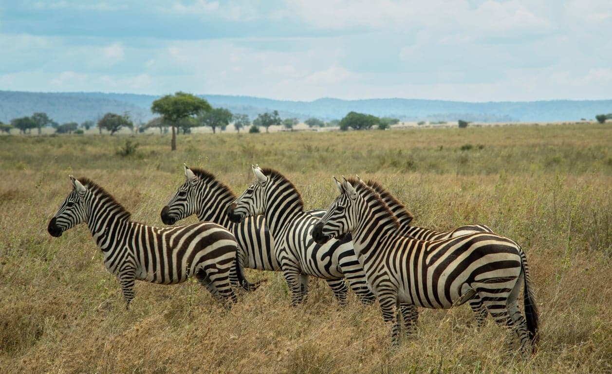 Ol Pejeta Conservancy