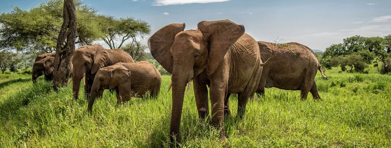 Photo 4 of 20-Day Northern & Southern Tanzania Grand Safari