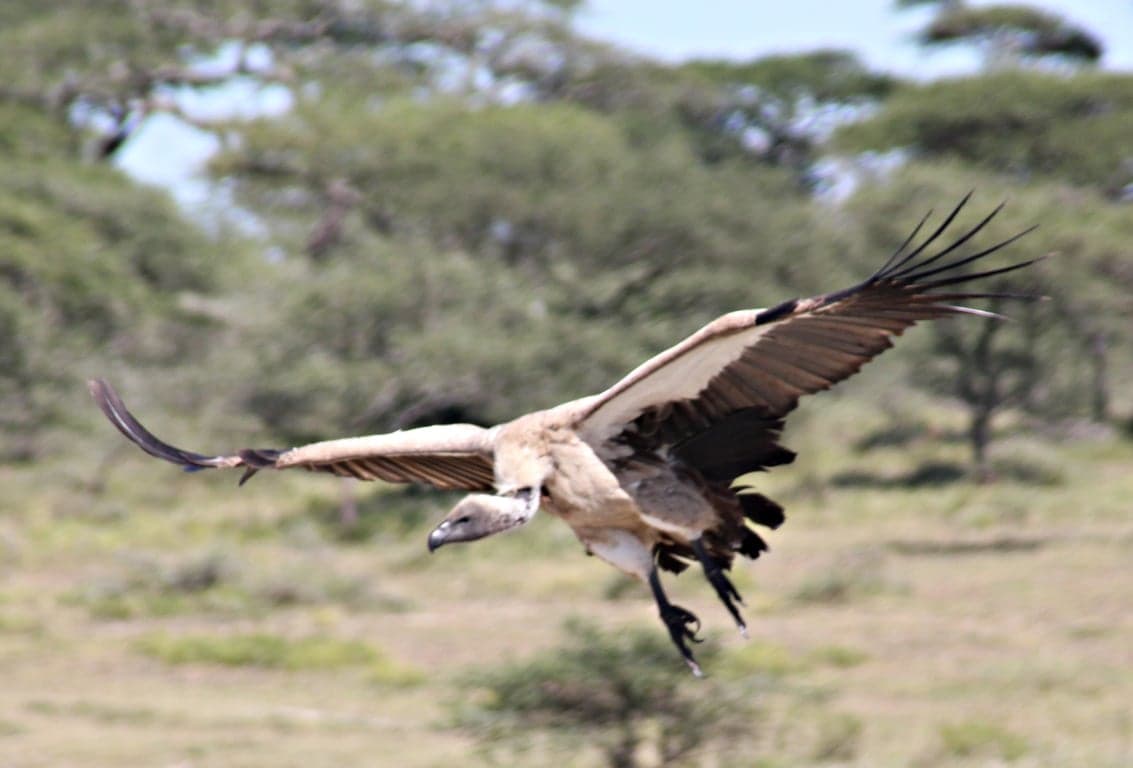 Photo 2 of 6-Day Warrior Trails: Northern Tanzania Adventure