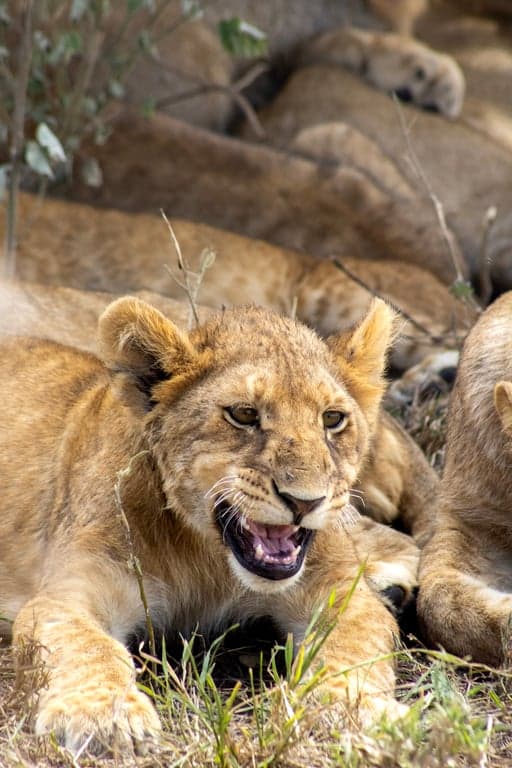 Tarangire National Park