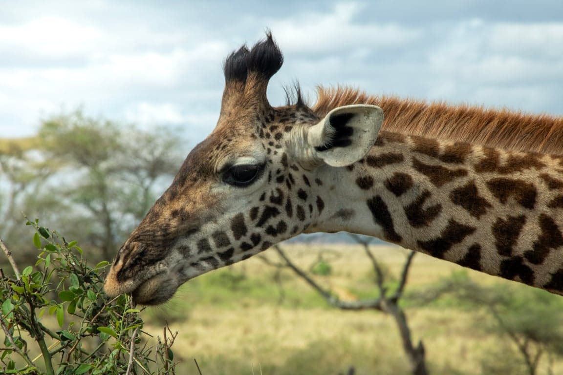 Ruaha National Park