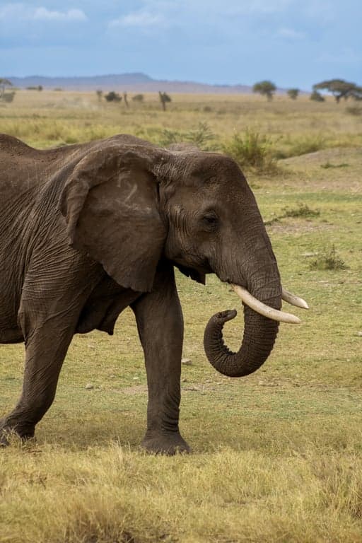 Tsavo West National Park