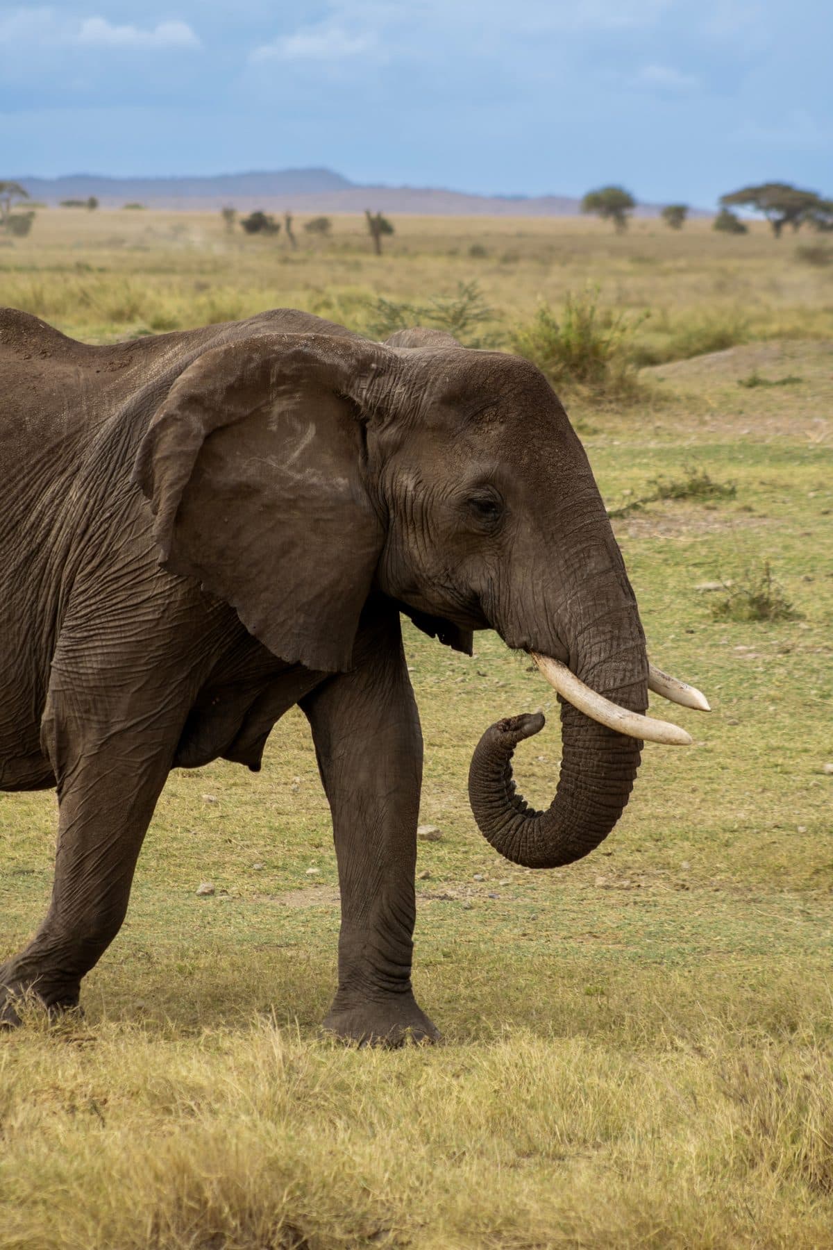 21-Day Tanzania, Kenya, Rwanda, Uganda AFCON Safari Adventure