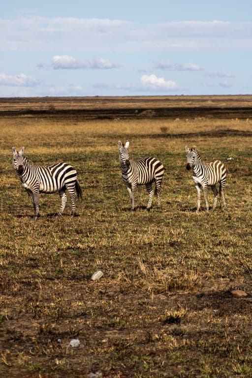 Photo 3 of 7-Day Northern Tanzania Wildlife Odyssey