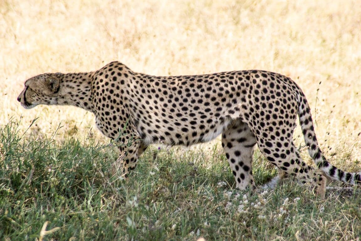 Photo 1 of 21-Day Tanzania, Kenya, Rwanda, Uganda AFCON Safari Adventure