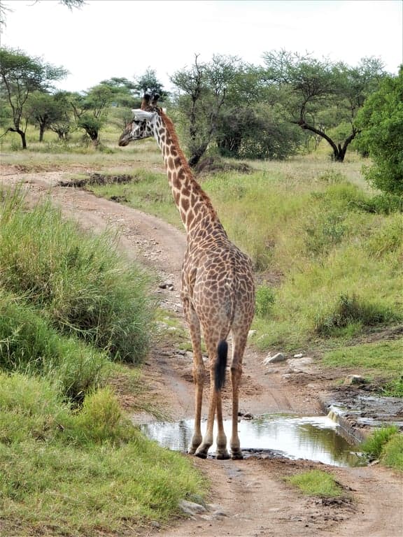 Photo 2 of 21-Day Tanzania, Kenya, Rwanda, Uganda AFCON Safari Adventure
