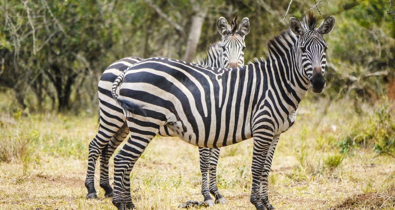 Lake Manyara