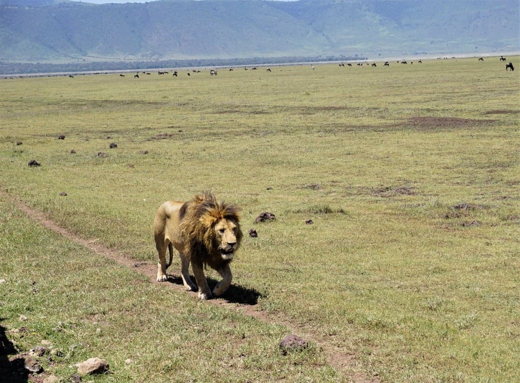 Photo 3 of 20-Day Northern & Southern Tanzania Grand Safari
