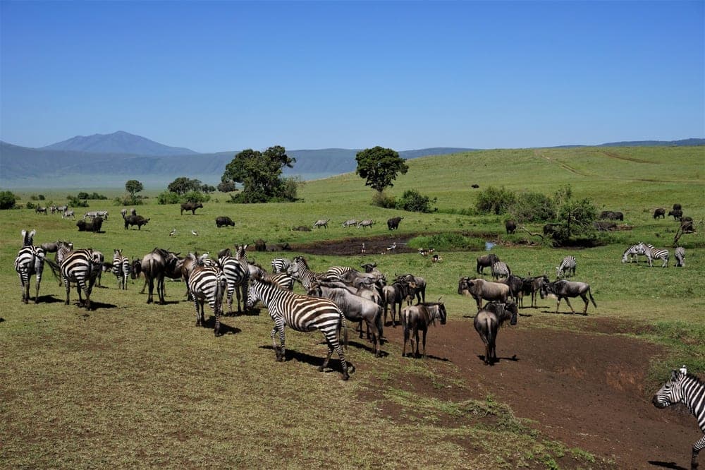 Preparing for the Great Serengeti Migration: Insider Tips and Logistics
