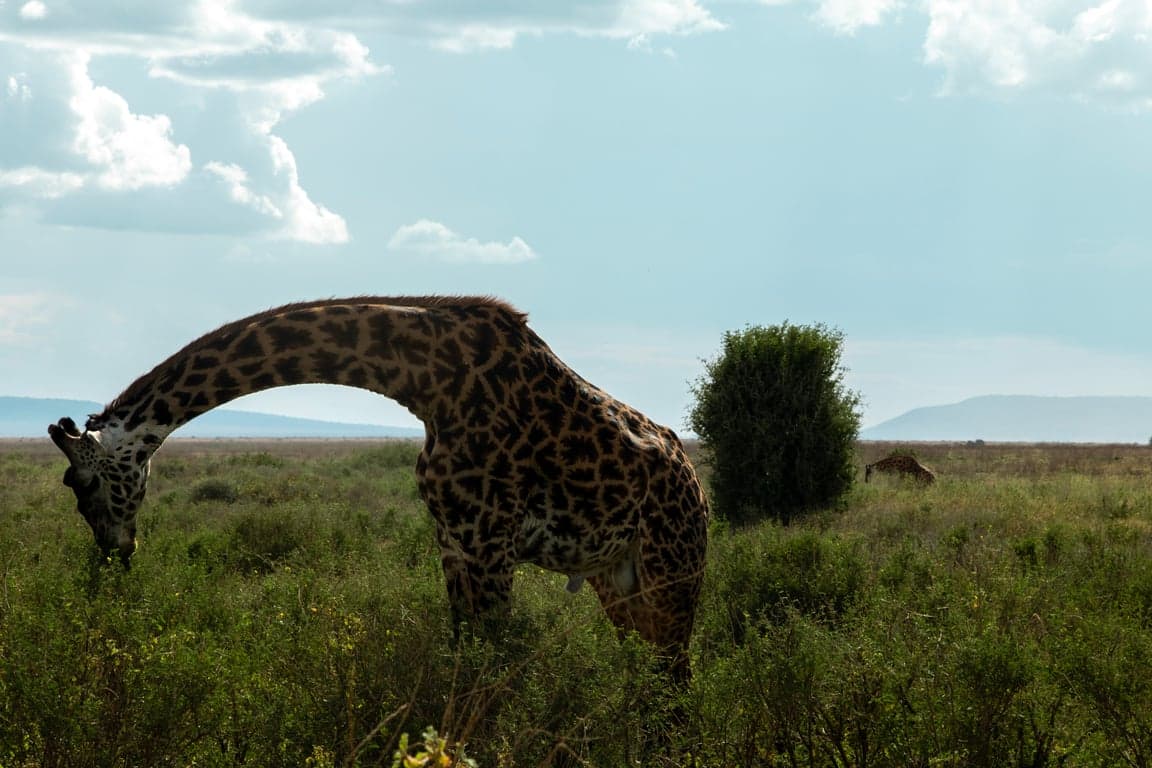 Selous Game Reserve