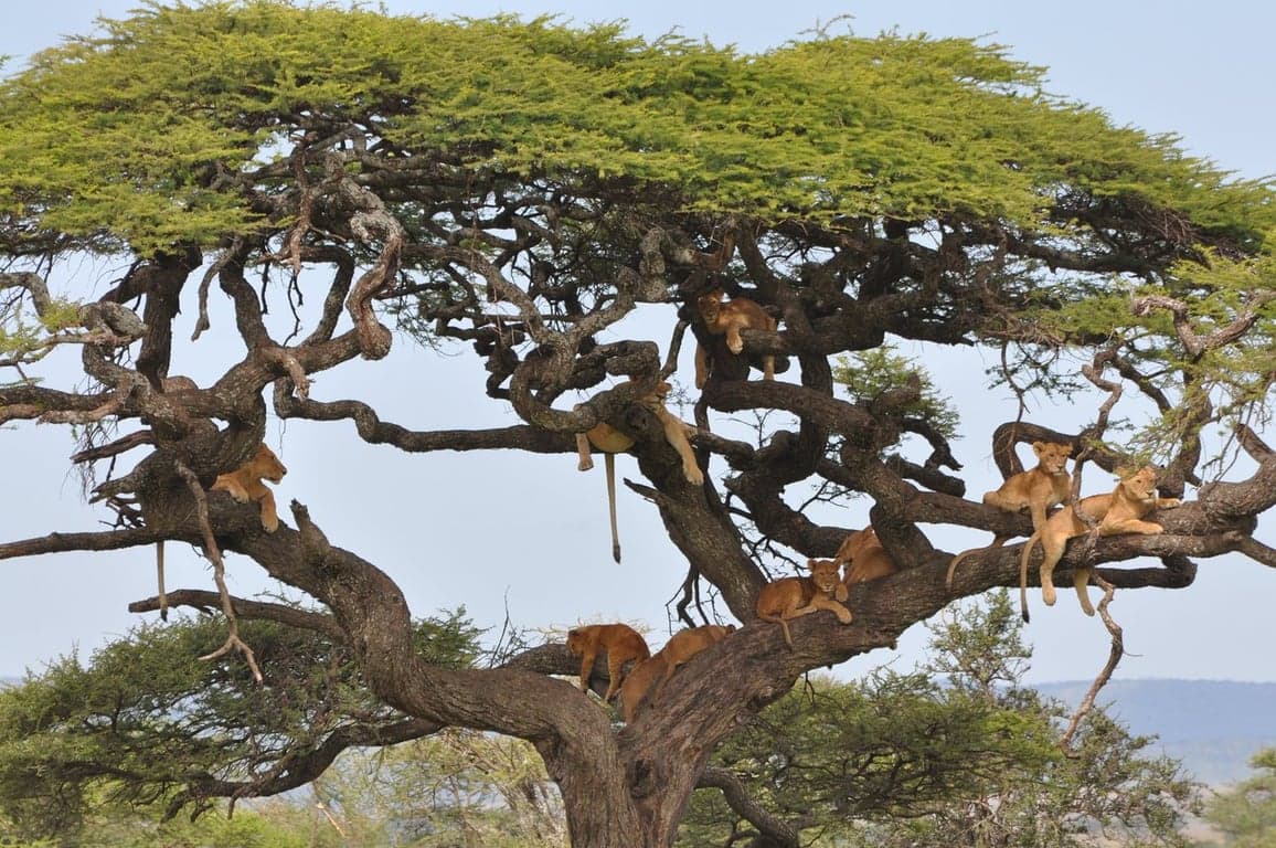 Lewa Wildlife Conservancy