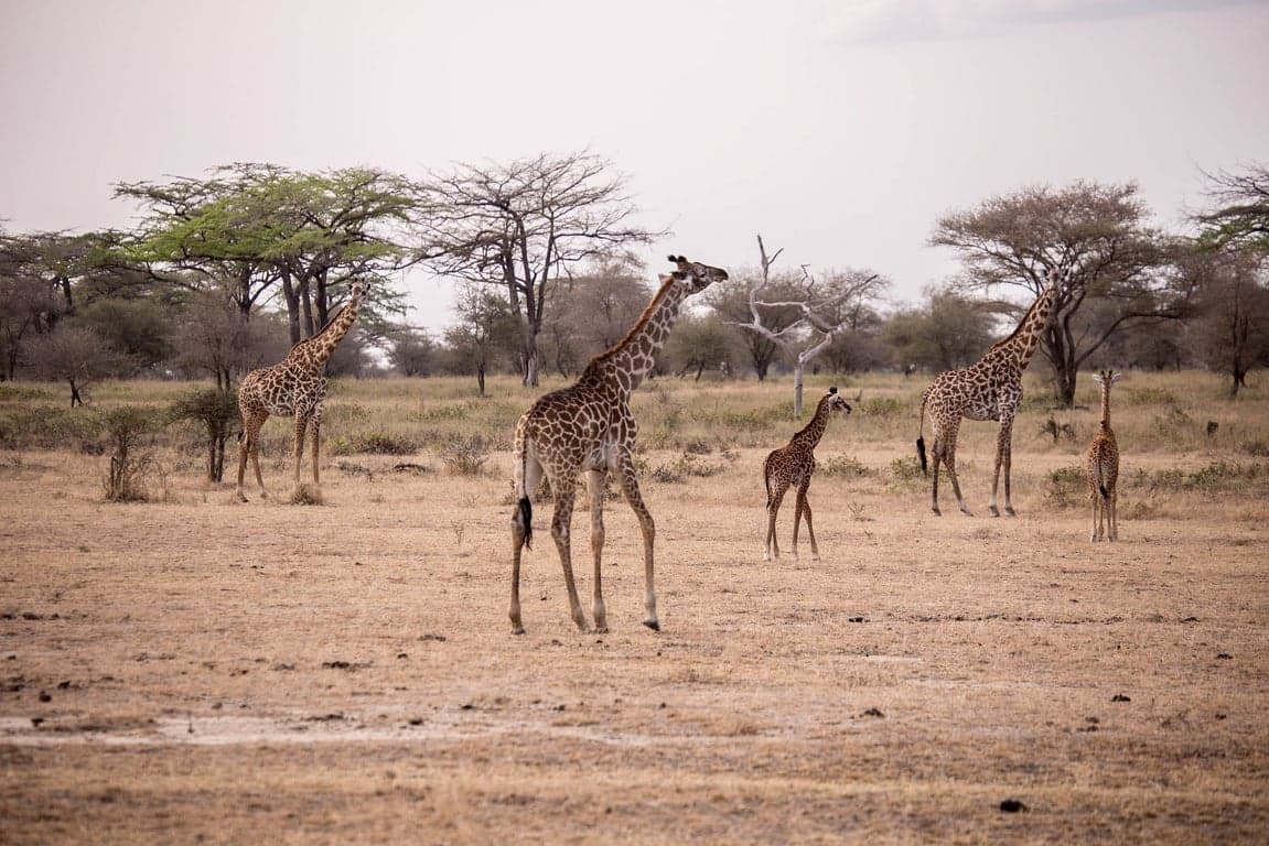 Photo 2 of 20-Day Northern & Southern Tanzania Grand Safari