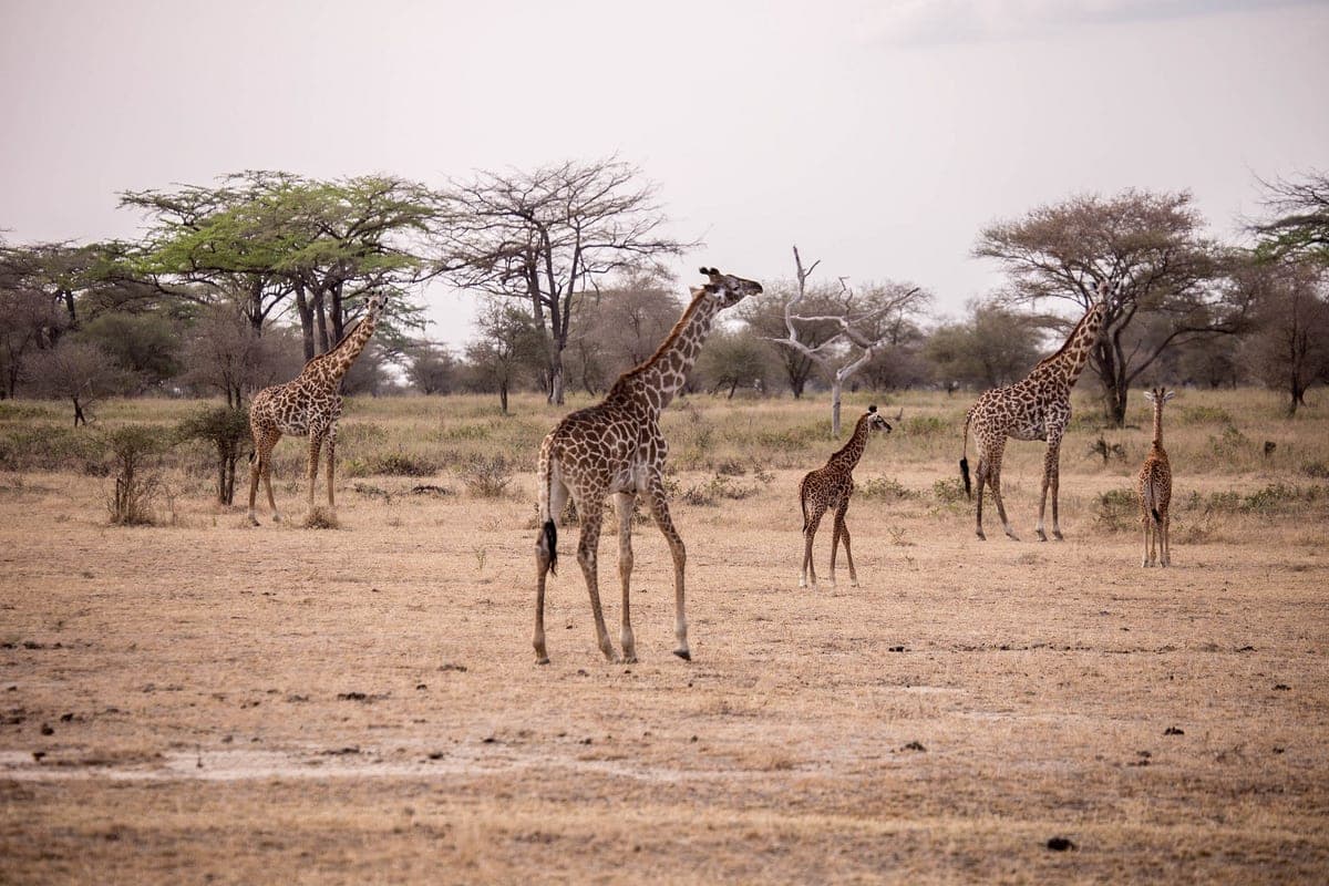 8-Day AFCON Arusha & Wildlife Odyssey
